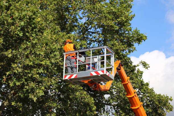 How Our Tree Care Process Works  in Leesburg, VA